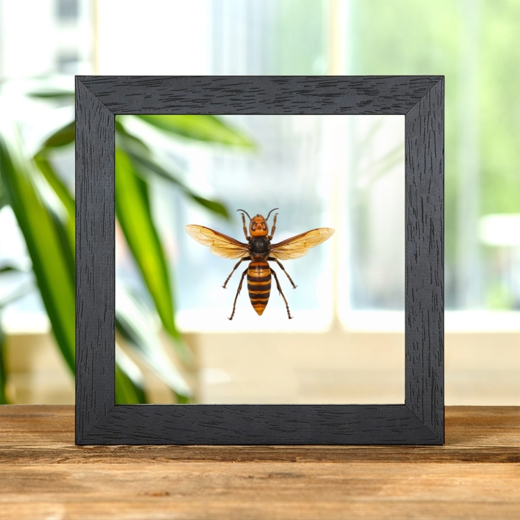 Queen Asian Giant Hornet In Clear Glass Frame (Vespa mandarinia)