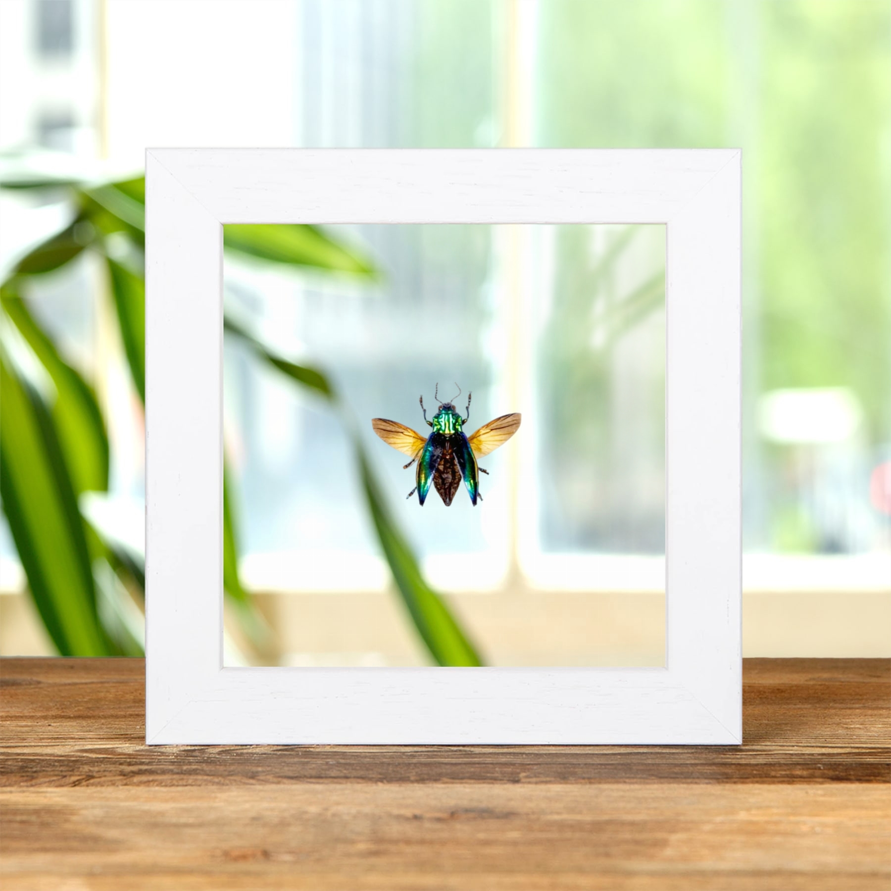 Rainbow Jewel Beetle In Clear Glass Frame (Cyphogastra javanica) Rainbow Jewel Beetle In Clear Glass Frame (Cyphogastra javanica)