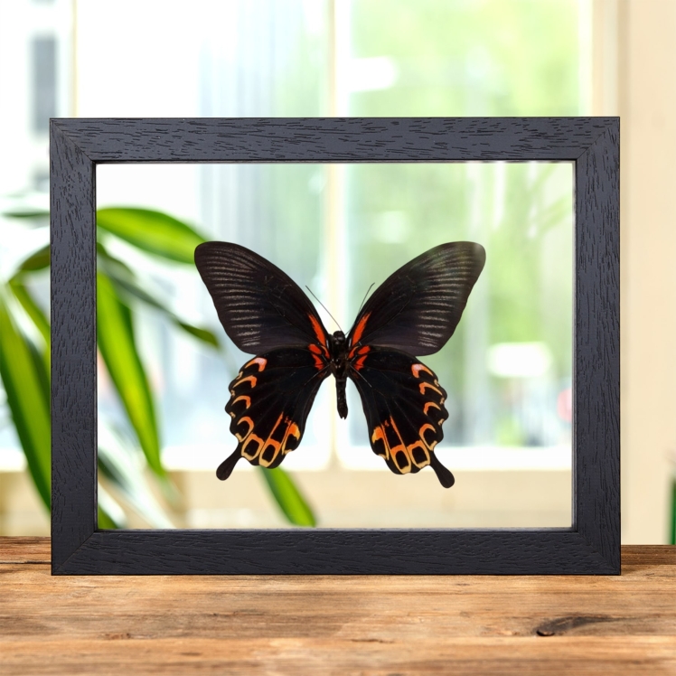 Swallowtail Butterfly Ventral Side In Clear Glass Frame (Papilio deiphobus)