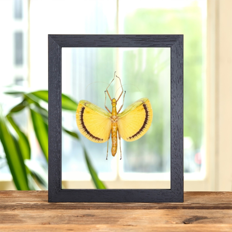 Winged Walking Stick Insect In Clear Glass Frame (Tagesoidea nigrofasciata)