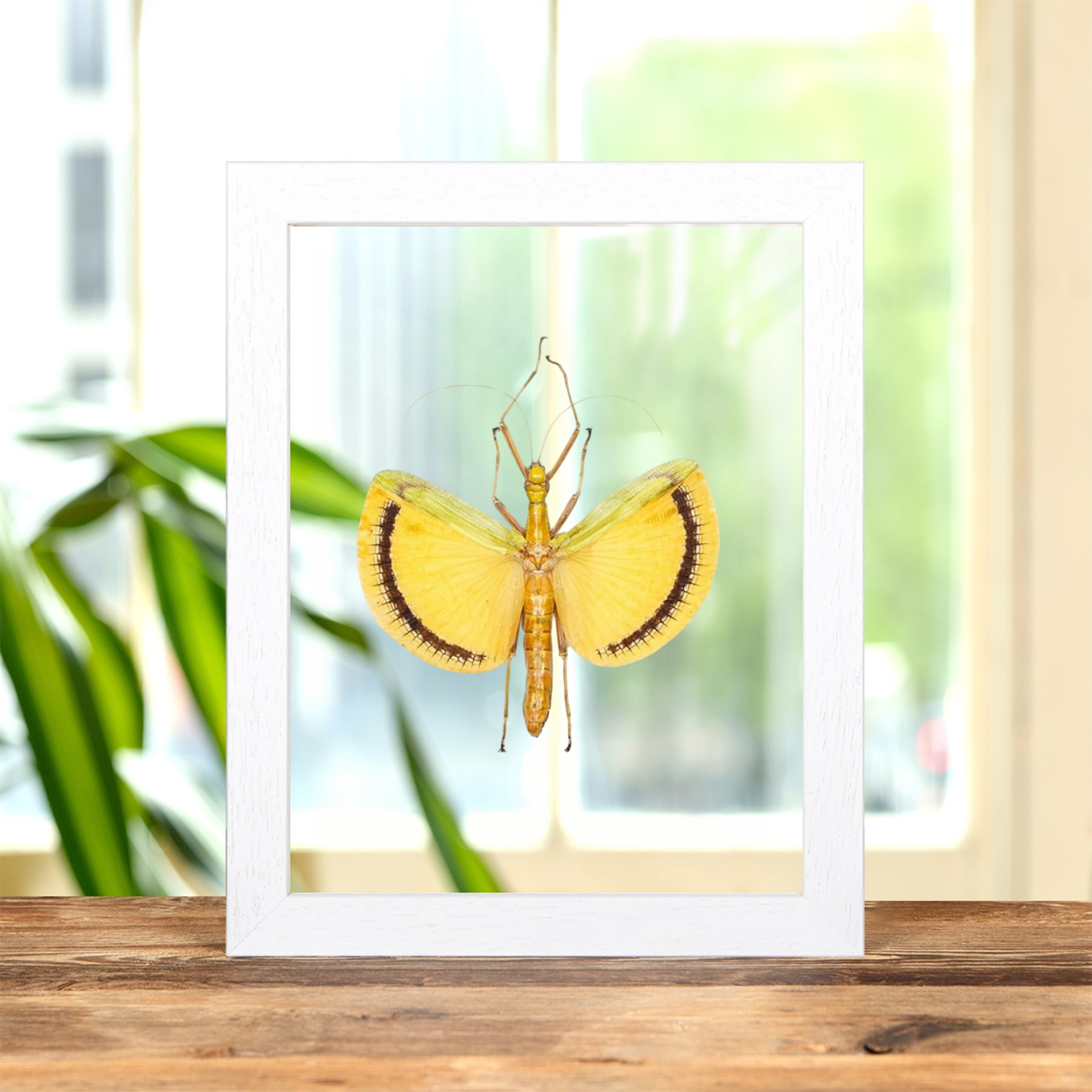 Winged Walking Stick Insect In Clear Glass Frame (Tagesoidea nigrofasciata)