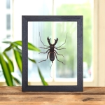 Minibeast Whip Scorpion In Clear Glass Frame (Hypocnoctus rangunensis)