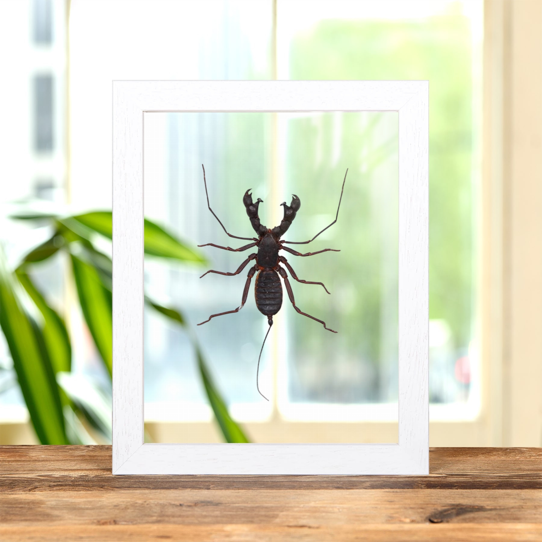Whip Scorpion In Clear Glass Frame (Hypocnoctus rangunensis)
