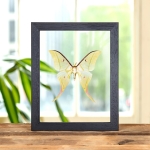 Minibeast Indian Moon Moth In Clear Glass Frame (Actias selene)
