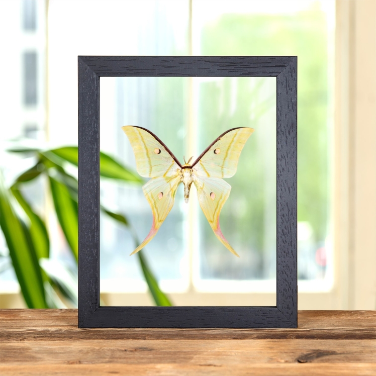 Indian Moon Moth In Clear Glass Frame (Actias selene) Indian Moon Moth In Clear Glass Frame (Actias selene)