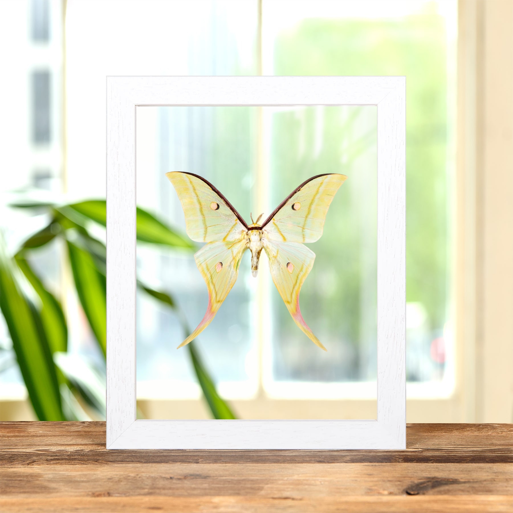 Indian Moon Moth In Clear Glass Frame (Actias selene)
