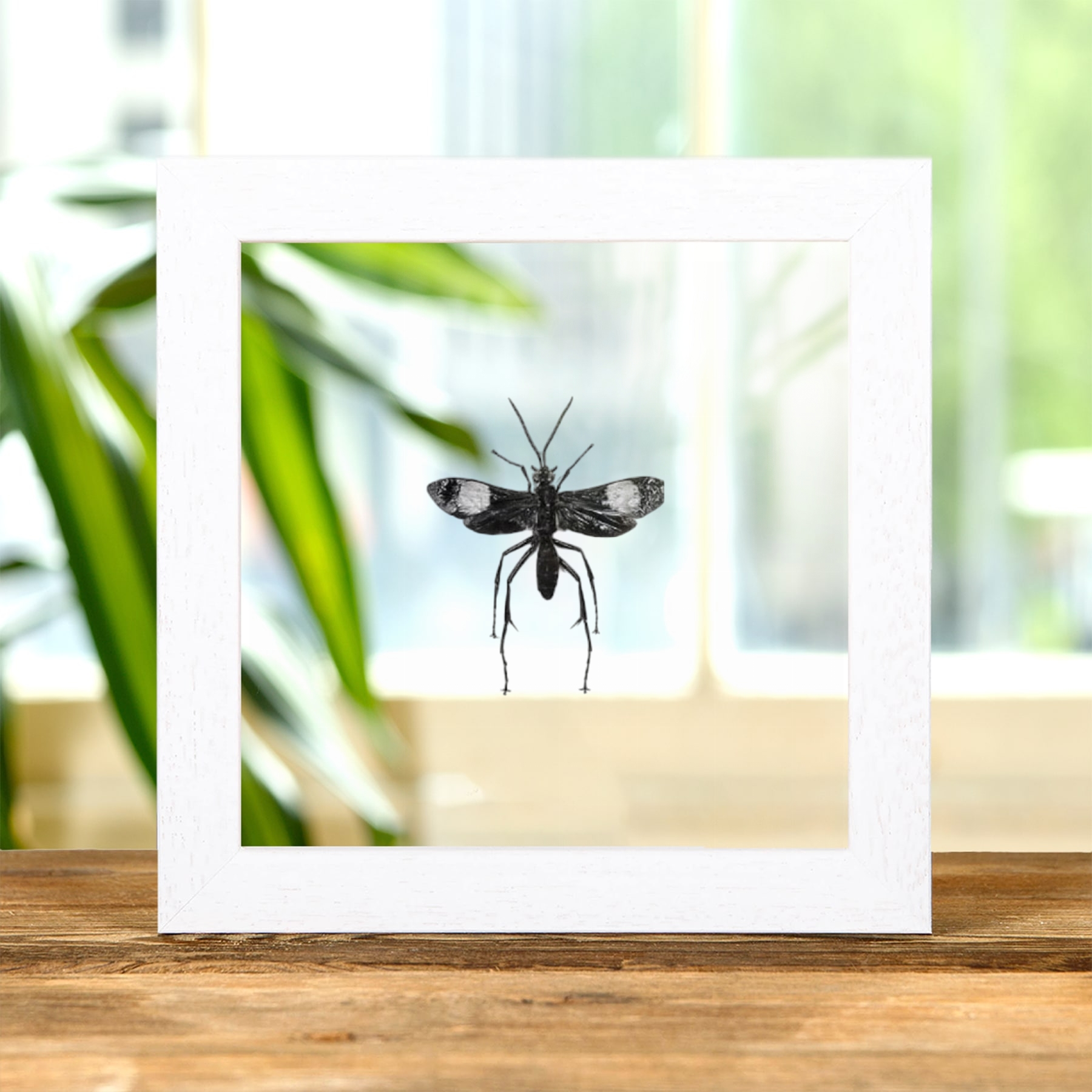 Pepsine Spider Wasp In Clear Glass Frame (Hemipepsis sp) Pepsine Spider Wasp In Clear Glass Frame (Hemipepsis sp)