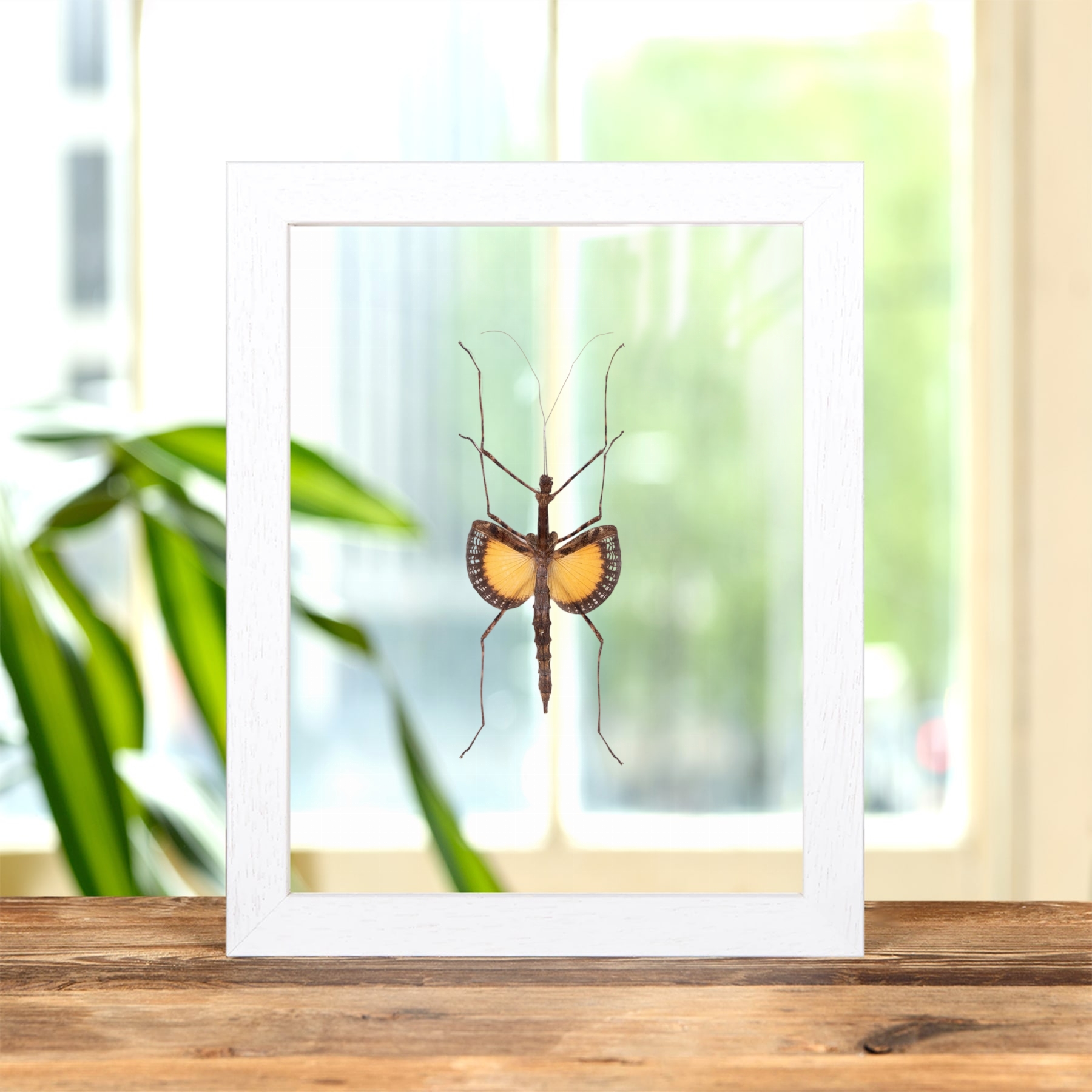 Minibeast Javanese Lichen Stick Insect In Clear Glass Frame (Pseudodiacantha macklotii)