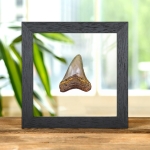 Minibeast 3 Inch Megalodon Shark Tooth Fossil Frame (Carcharodon megalodon)