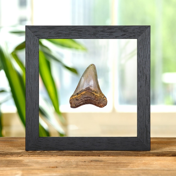 3 Inch Megalodon Shark Tooth Fossil Frame (Carcharodon megalodon)
