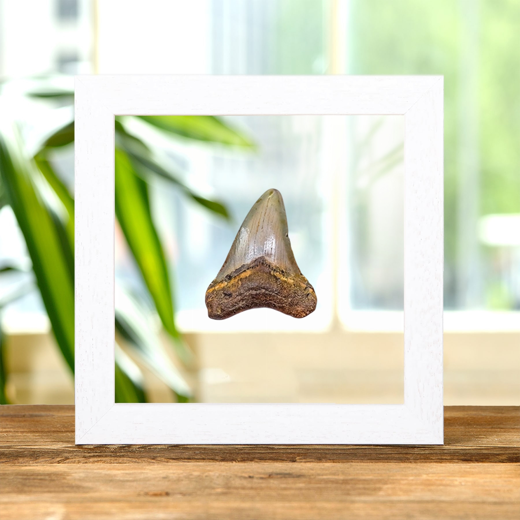 3 Inch Megalodon Shark Tooth Fossil Frame (Carcharodon megalodon)
