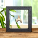 Minibeast Otodus Shark Tooth Fossil In Clear Glass Frame (Otodus obliquus)