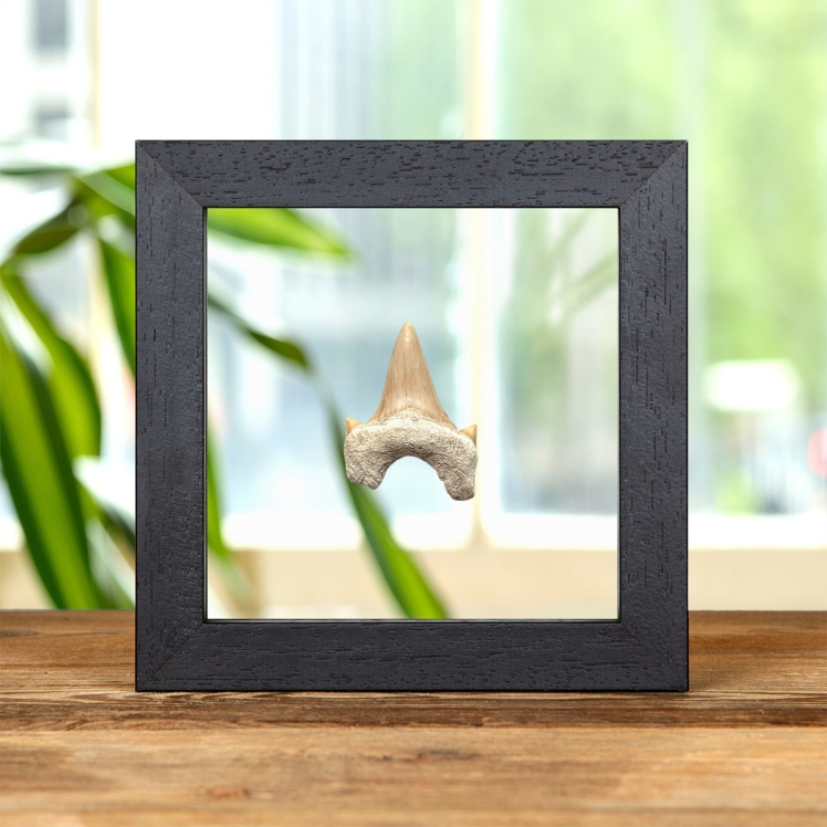 Otodus Shark Tooth Fossil In Clear Glass Frame (Otodus obliquus)