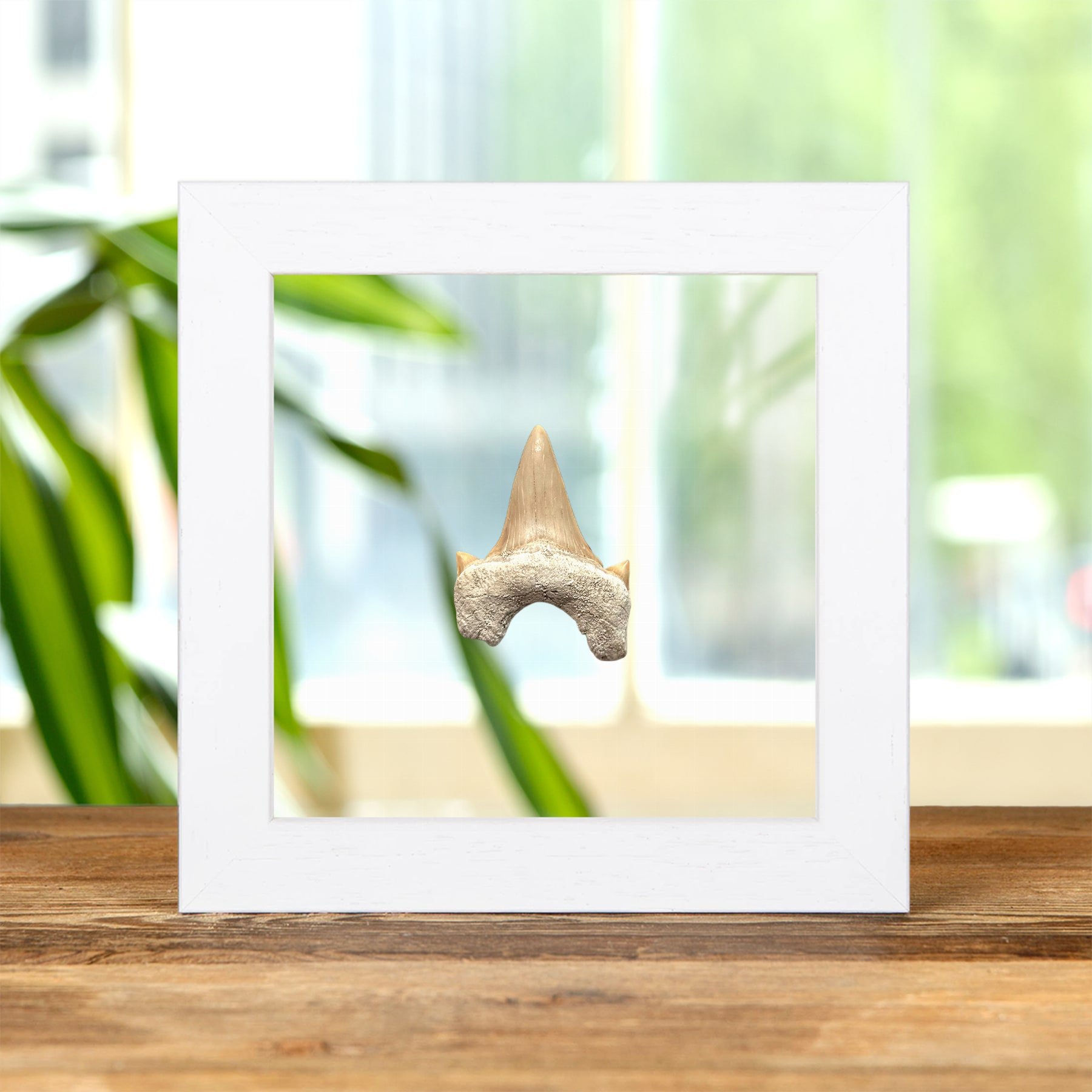 Otodus Shark Tooth Fossil In Clear Glass Frame (Otodus obliquus)