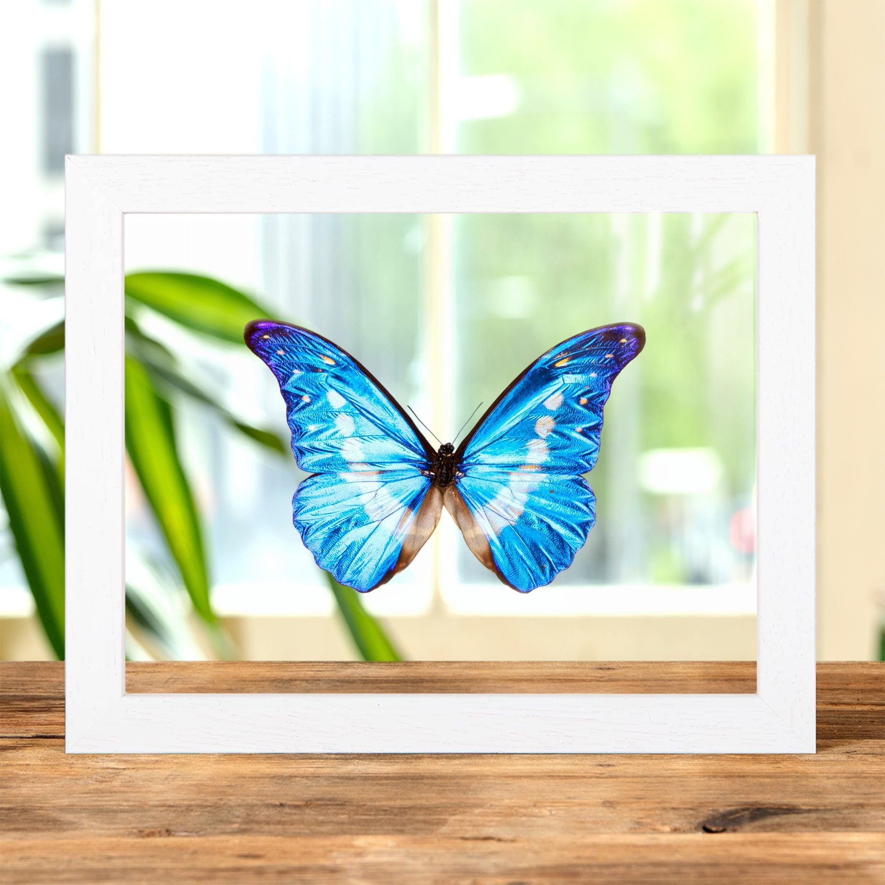 Helena Morpho Butterfly In Clear Glass Frame (Morpho rhetenor helena) Helena Morpho Butterfly In Clear Glass Frame (Morpho rhetenor helena)