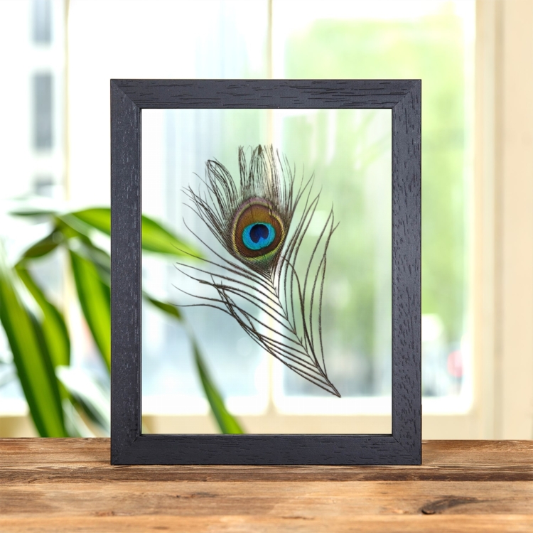 Peacock Feather from an Indian Peafowl In Clear Glass Frame (Pavo cristatus)
