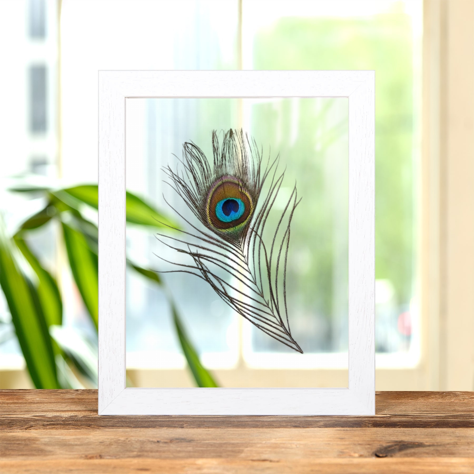 Peacock Feather from an Indian Peafowl In Clear Glass Frame (Pavo cristatus)