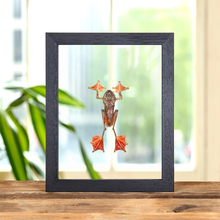 HarlequIn Tree Frog In Clear Glass Frame (Rhacophorus pardalis)