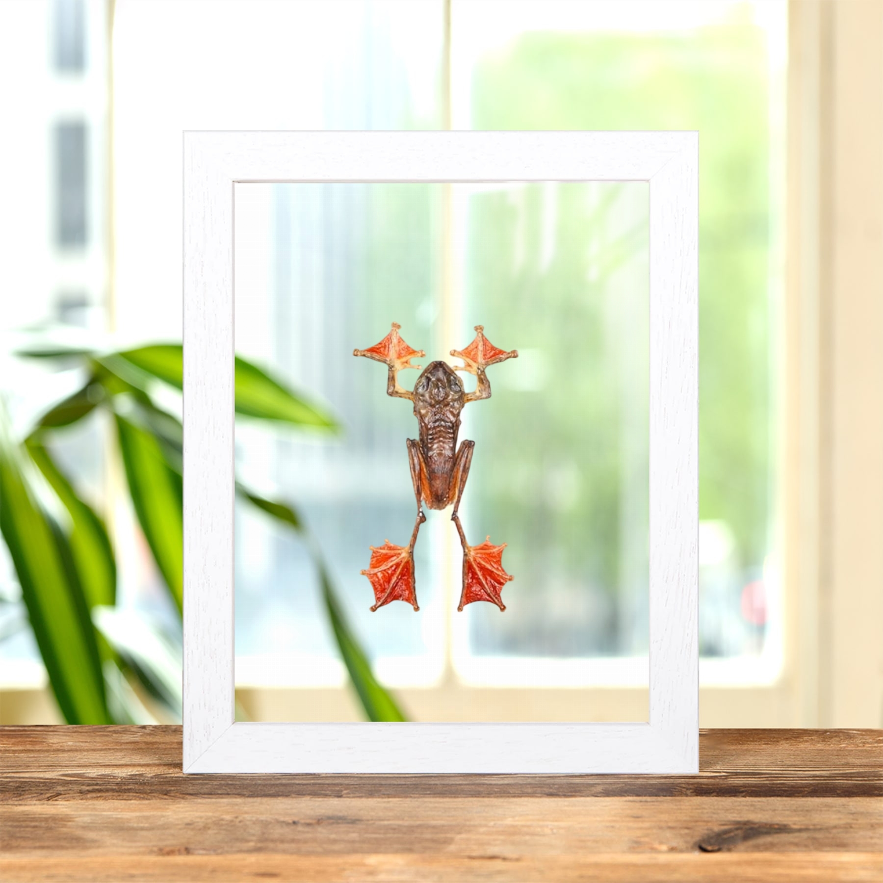 HarlequIn Tree Frog In Clear Glass Frame (Rhacophorus pardalis)
