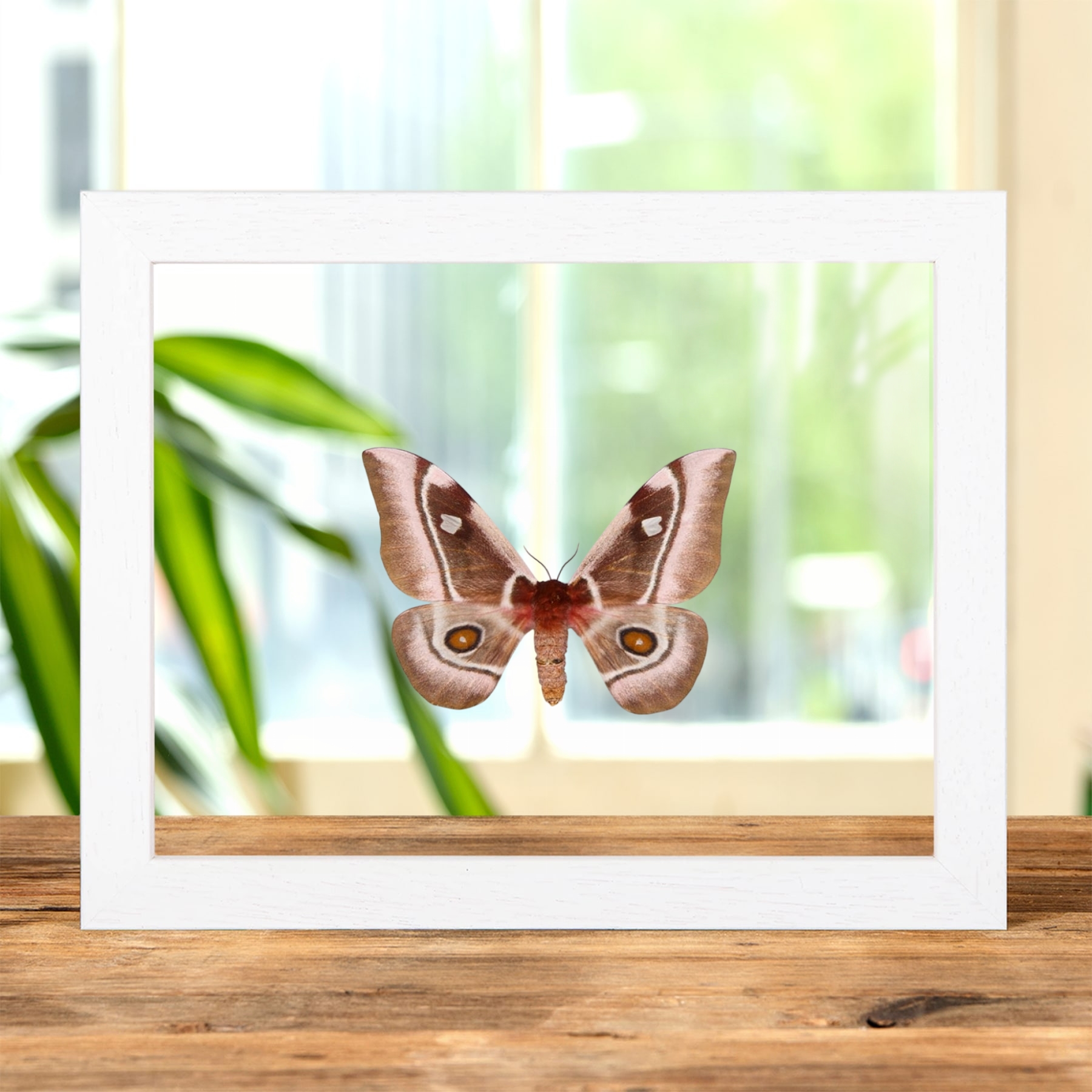 Madagascar Emperor moth In Clear Glass Frame (Bunaea aslauga)