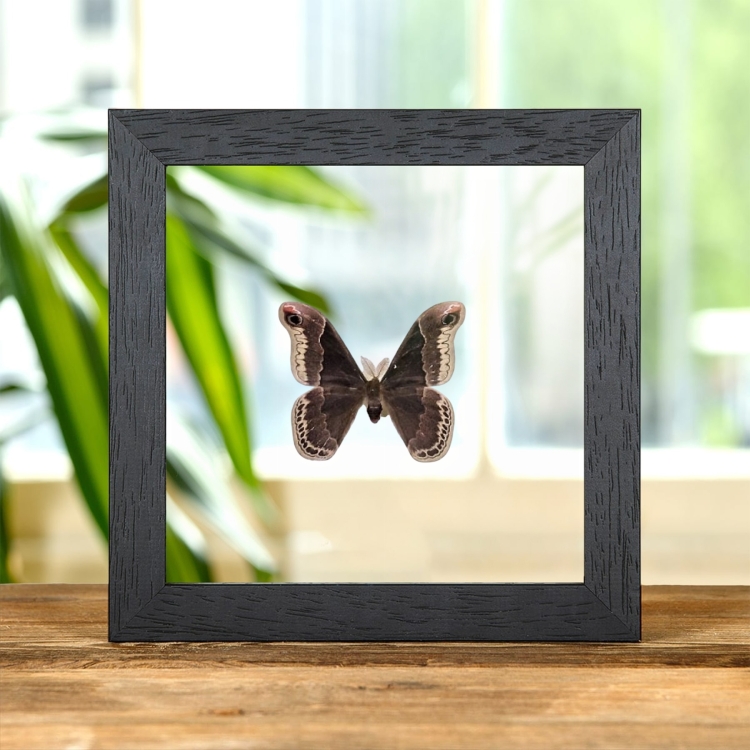 Promethea Silkmoth In Clear Glass Frame (Callosamia promethea)