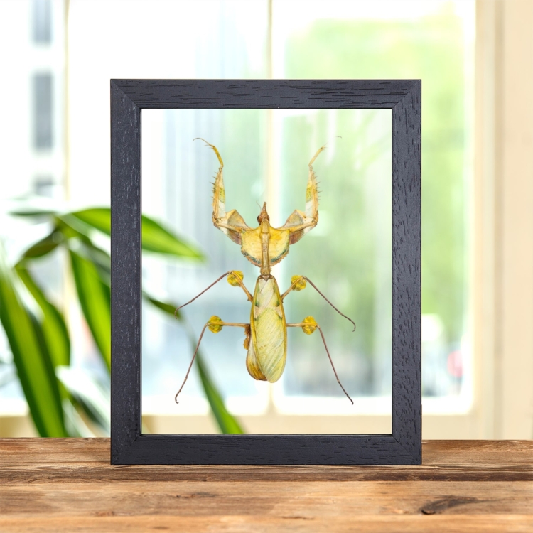Devil's Flower Mantis In Clear Glass Frame (Idolomantis diabolica)