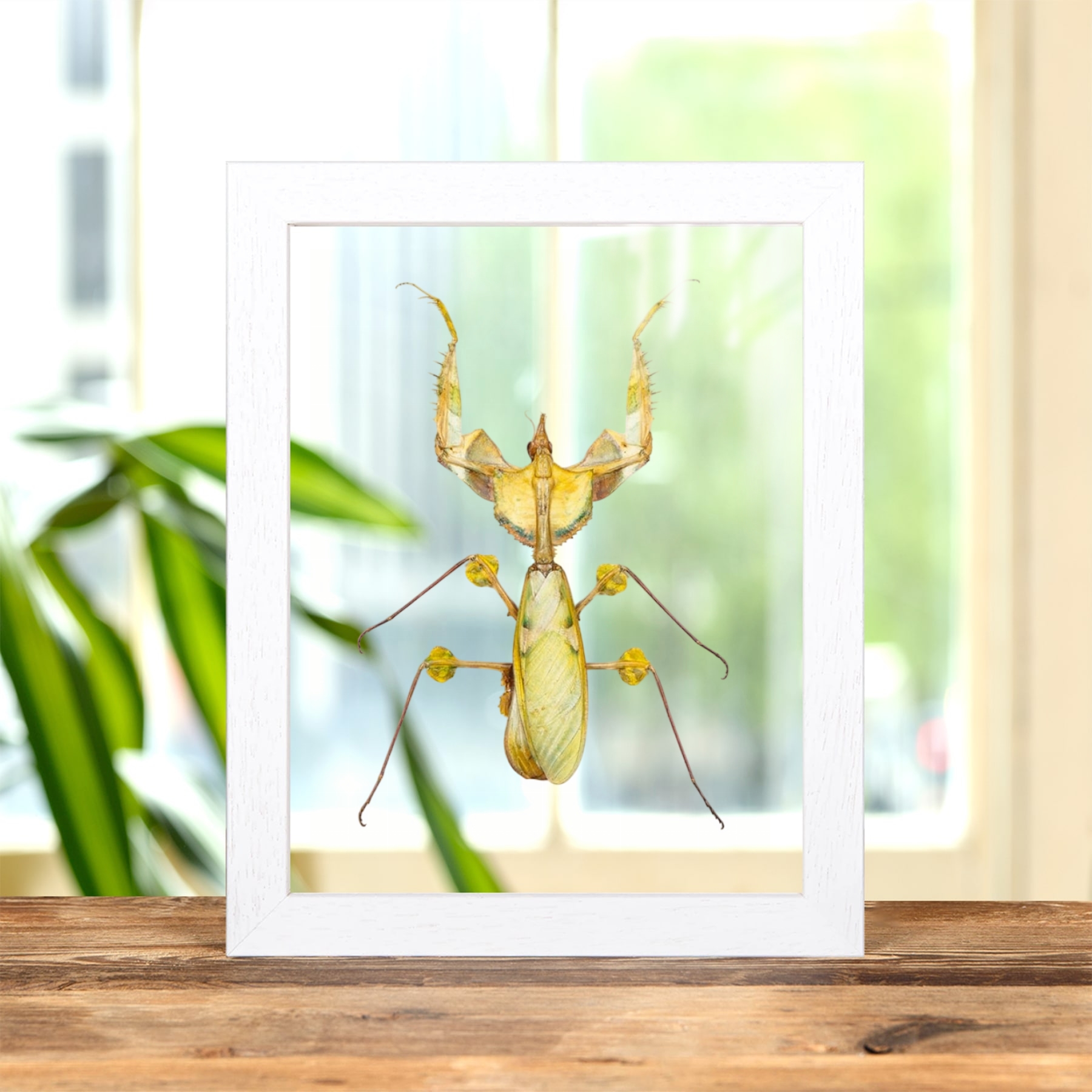 Minibeast Duivels Bloem Mantis In Transparante Glazen Lijst (Idolomantis diabolica)