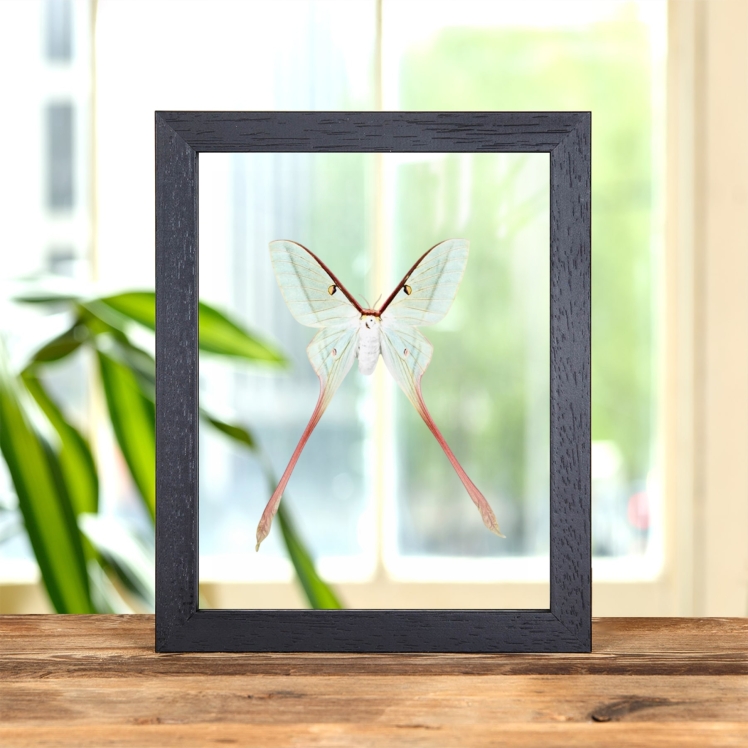 Female Chinese Moon Moth In Clear Glass Frame (Actias dubernardi)