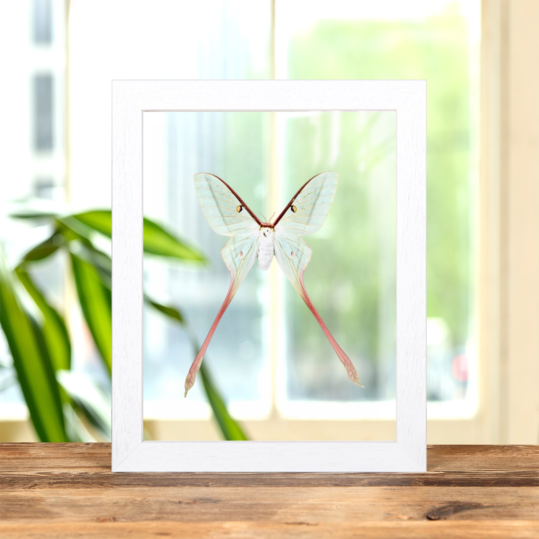Minibeast Female Chinese Moon Moth In Clear Glass Frame (Actias dubernardi)