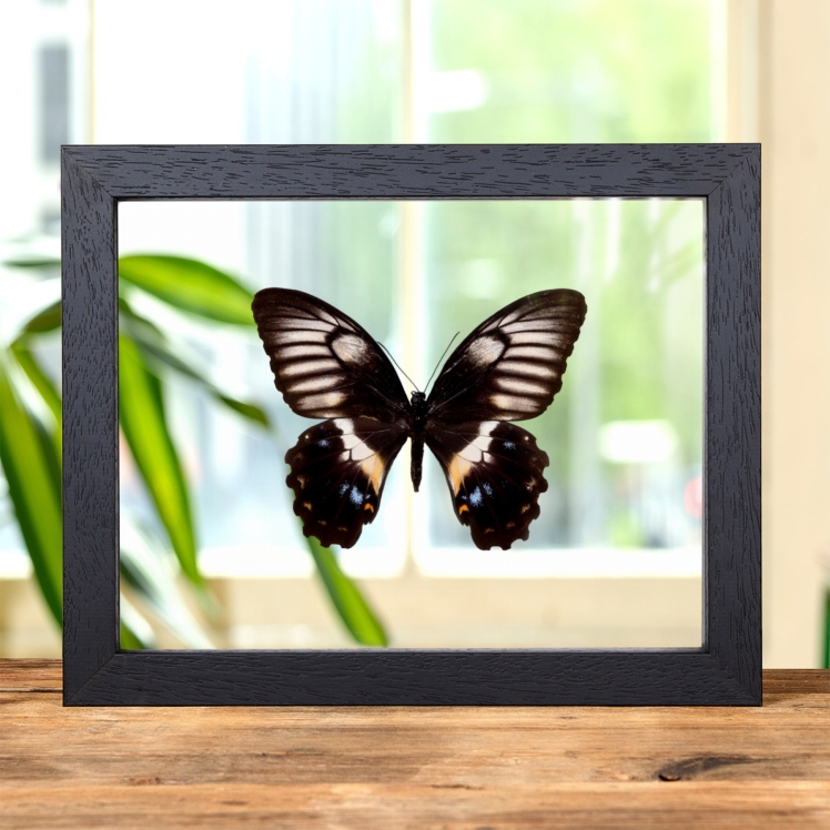 Female Swallowtail Butterfly In Clear Glass Frame (Papilio gambrisius buruanus)