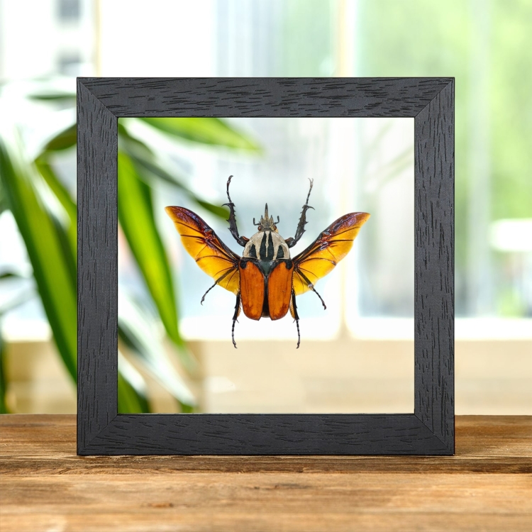 African Flower Beetle In Clear Glass Frame (Mecynorrhina oberthuri)