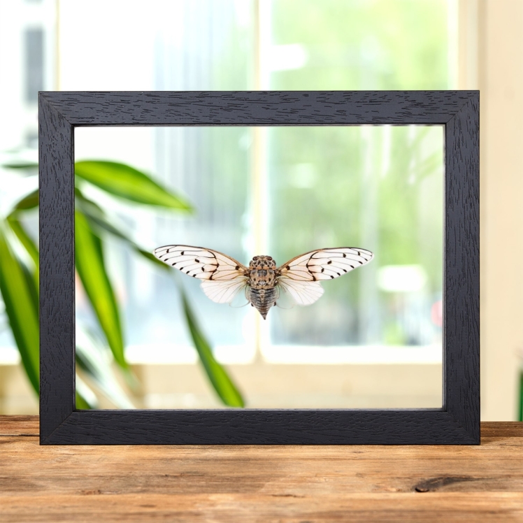White Ghost Cicada In Clear Glass Frame (Ayuthia spectabilis)