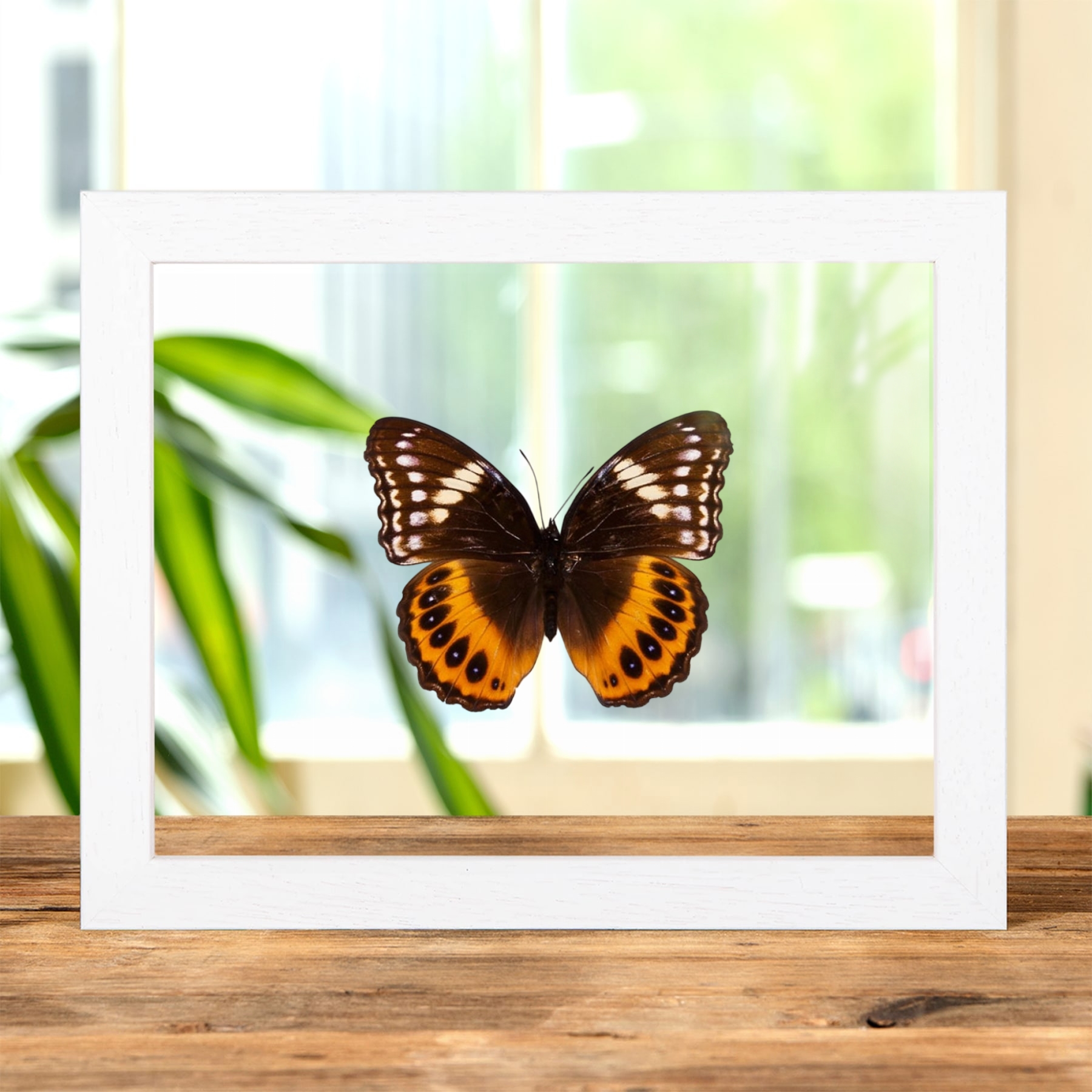 Minibeast Female Eight-spot Diadem In Clear Glass Frame (Hypolimnas pandarus)