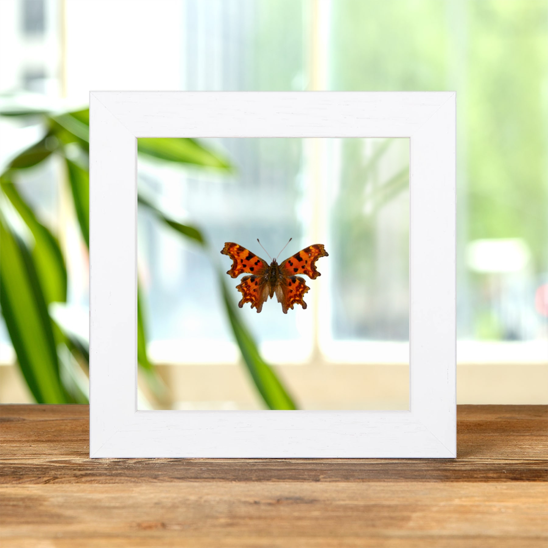 Minibeast La Mariposa Comma En Marco De Vidrio Transparente (Polygonia c-album)