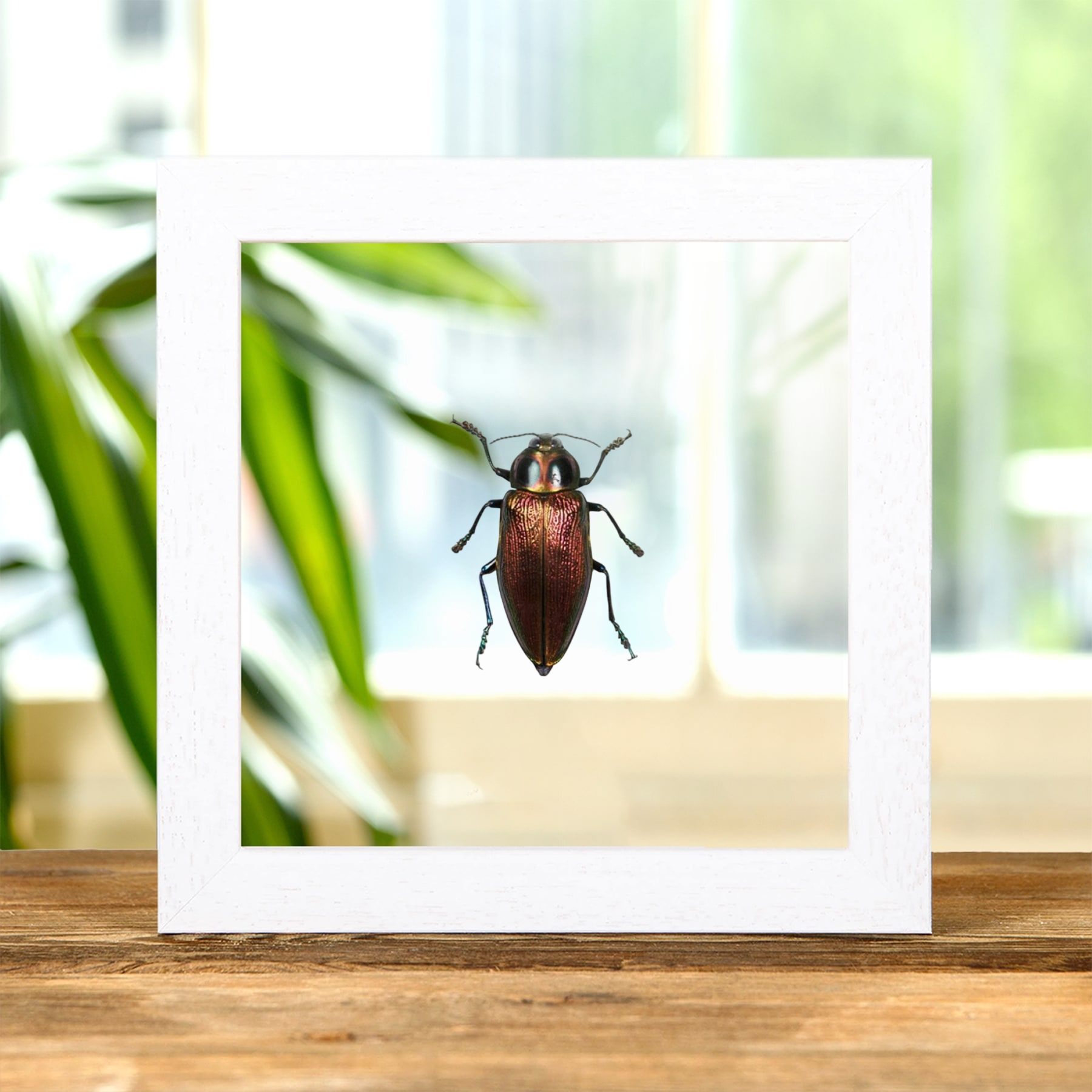 Giant Metallic Ceiba Borer In Clear Glass Frame (Euchroma gigantea)