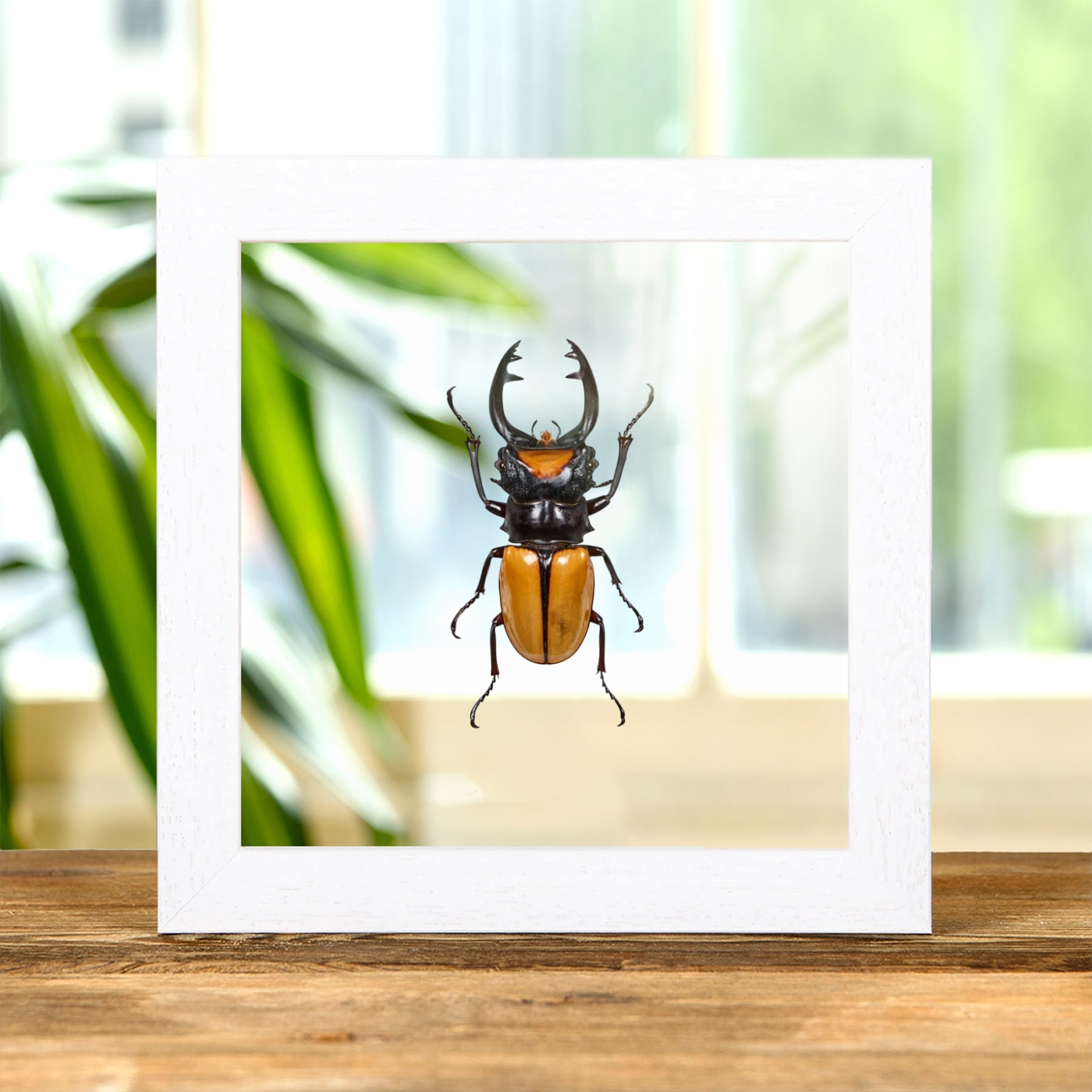 Stag Beetle In Clear Glass Frame (Odontolabis lacordairei)
