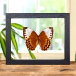 Minibeast The Jungle Queen Butterfly In Clear Glass Frame (Stichophthalma louisa)