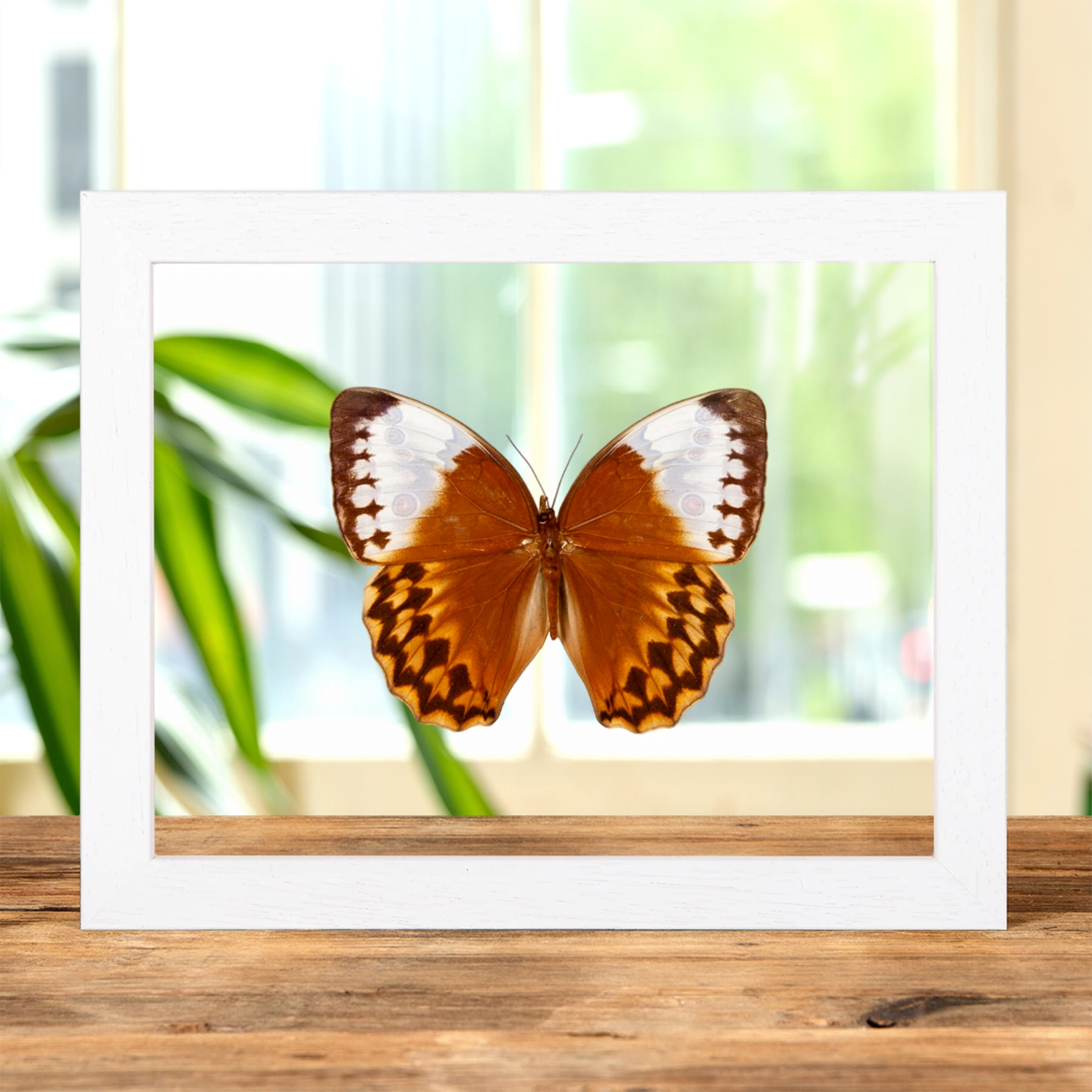 The Jungle Queen Butterfly In Clear Glass Frame (Stichophthalma louisa)