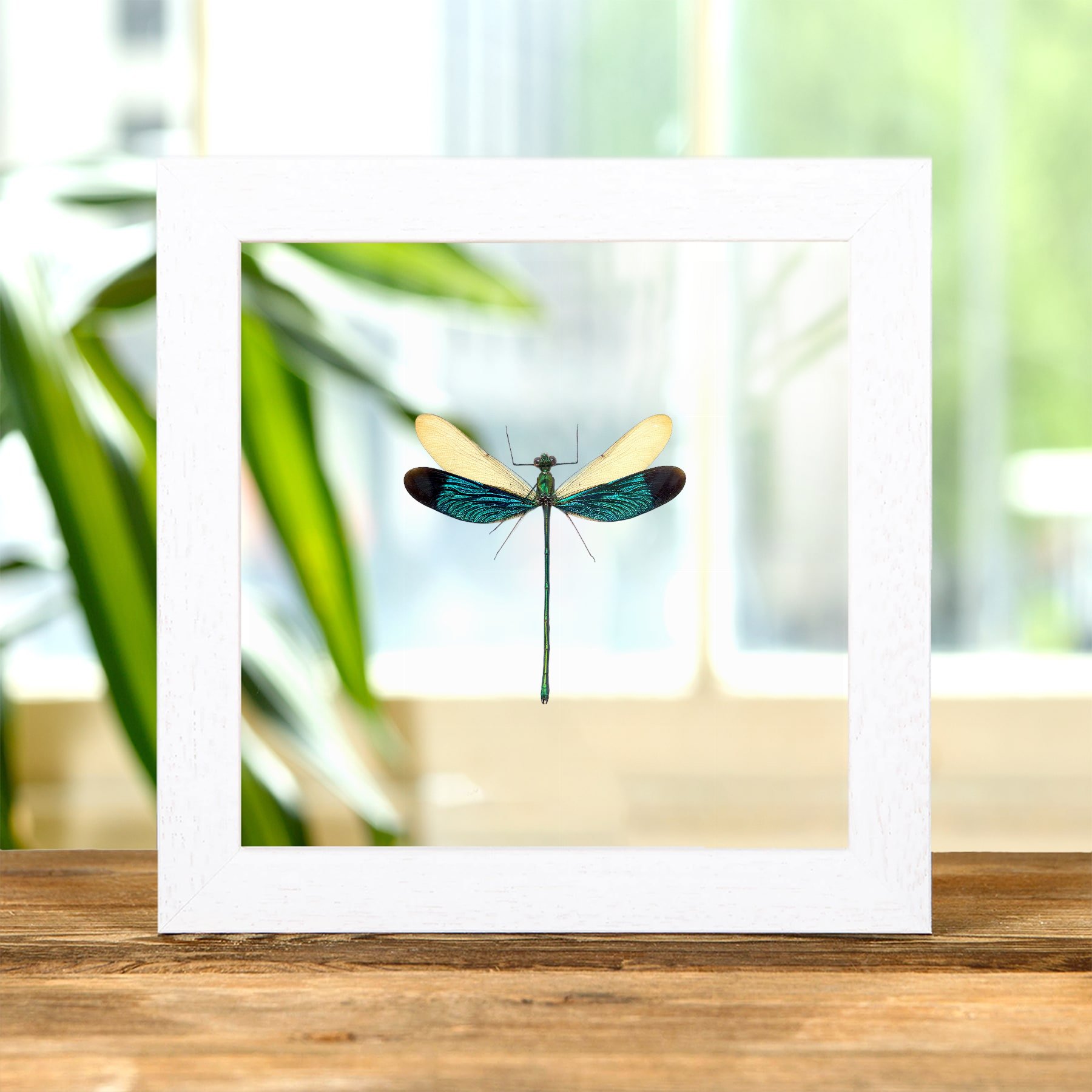 Stream Glory Damselfly In Clear Glass Box Frame (Neurobasis chinensis)