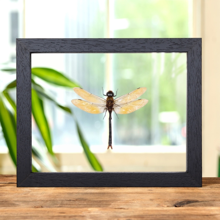 Dragonfly In Clear Glass Frame (Anax sp)