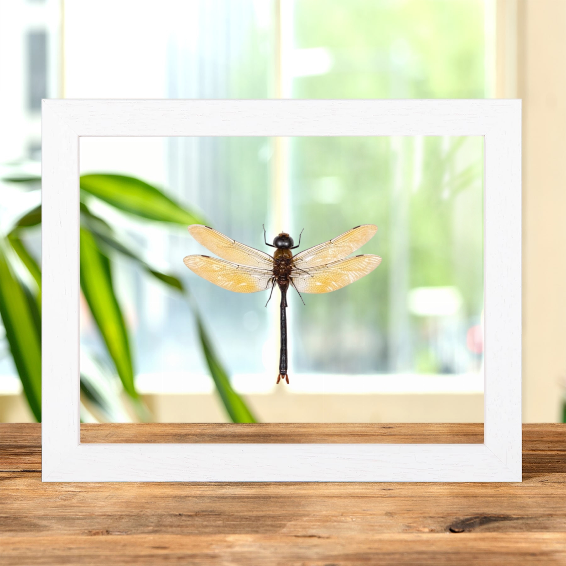 Minibeast Dragonfly In Clear Glass Frame (Anax sp)