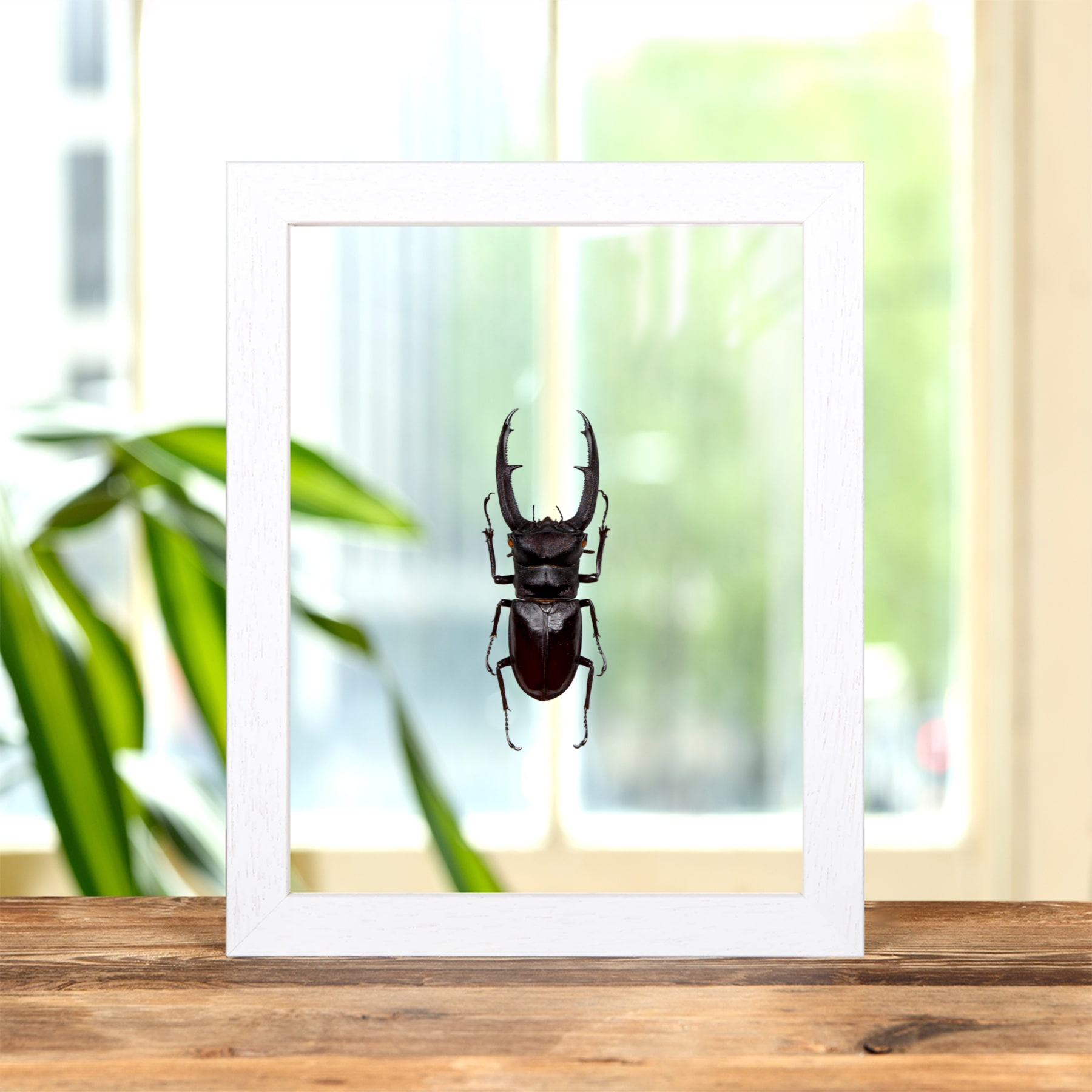 Fork-horned Stag Beetle In Clear Glass Frame (Hexarthrius mandibularis)