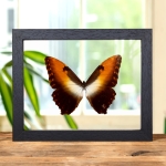 Minibeast Sunset Morpho Butterfly In Clear Glass Frame (Morpho hecuba obidona)
