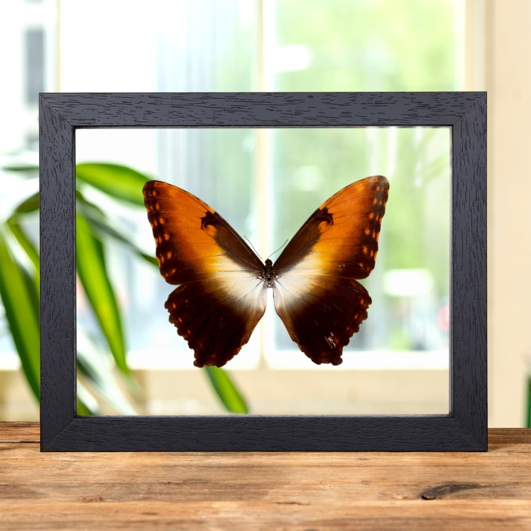 Sunset Morpho Butterfly In Clear Glass Frame (Morpho hecuba obidona)