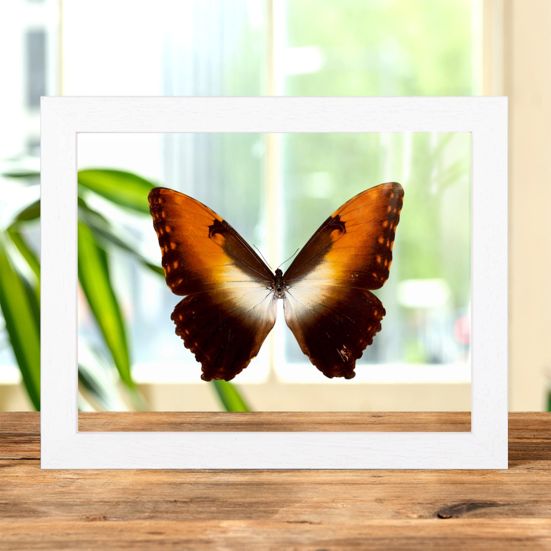 Sunset Morpho Butterfly In Clear Glass Frame (Morpho hecuba obidona) Sunset Morpho Butterfly In Clear Glass Frame (Morpho hecuba obidona)