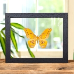Minibeast Yellow Emperor In Clear Glass Frame Gonimbrasia Dione(Nudaurelia)