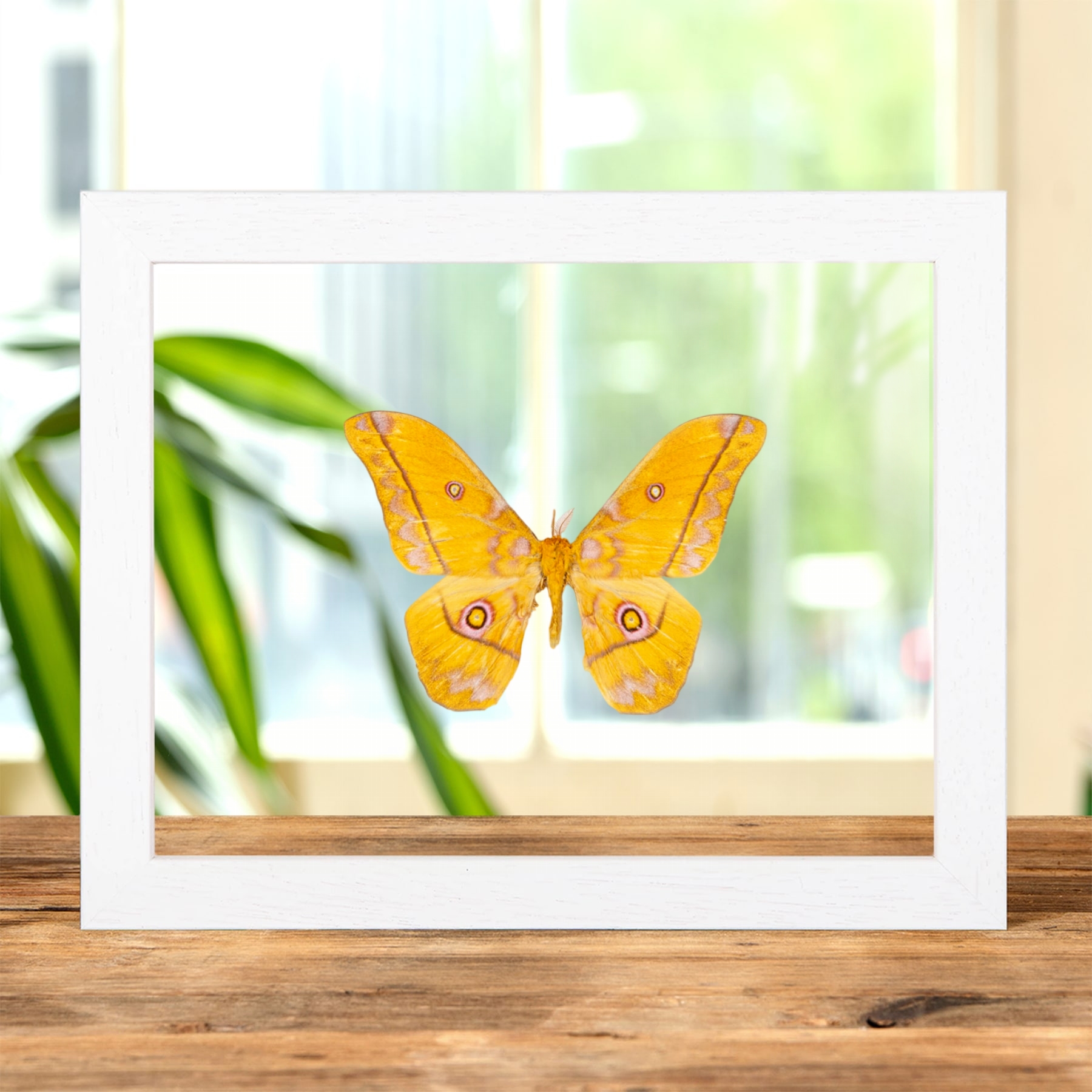 Yellow Emperor In Clear Glass Frame Gonimbrasia Dione(Nudaurelia)