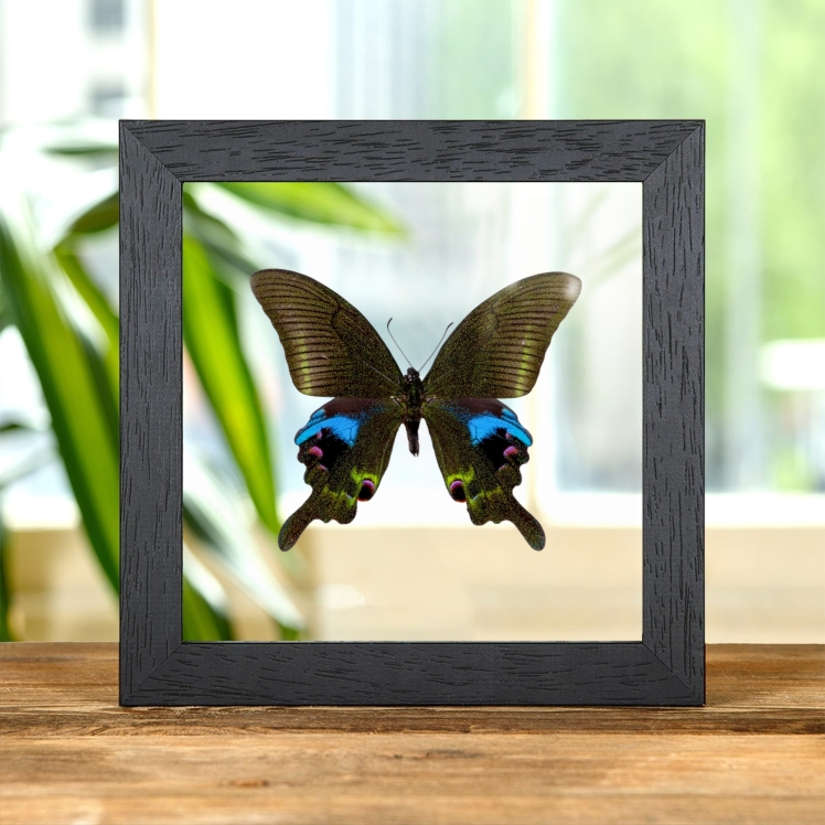 The Blue Peacock Butterfly In Clear Glass Frame (Papilio arcturus)