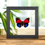 Minibeast Claudina Agrias Butterfly In Clear Glass Frame (Agrias claudina)