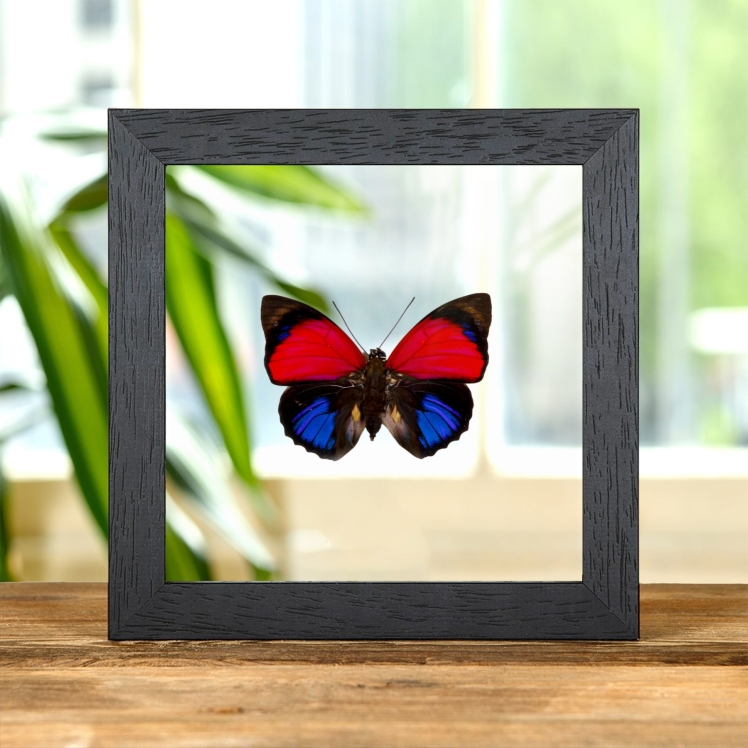 Claudina Agrias Butterfly In Clear Glass Frame (Agrias claudina)